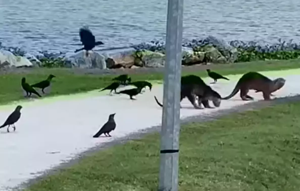 两只水獭岸边歇脚,居然被一群乌鸦赶走