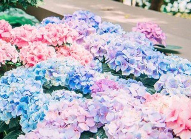 新加坡“最独特”的花园，花费10亿才建成，被称为花园中的城市