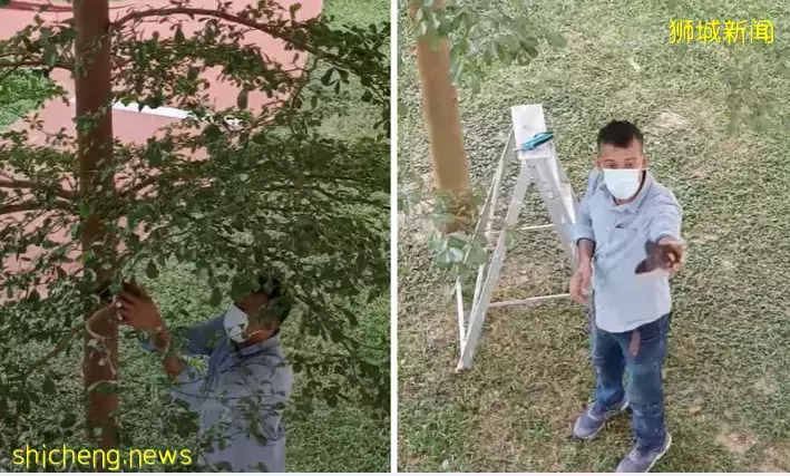 男子抬梯子救鸟儿 暖举感动网民