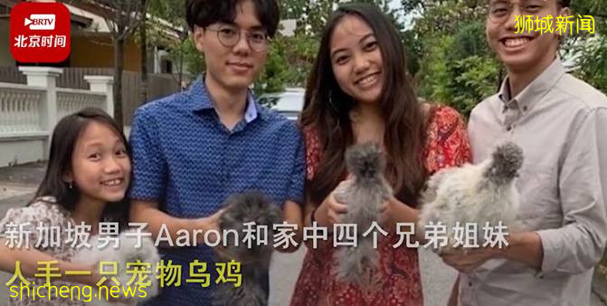乌鸡成为颇受新加坡人喜爱的宠物,网友:馋哭
