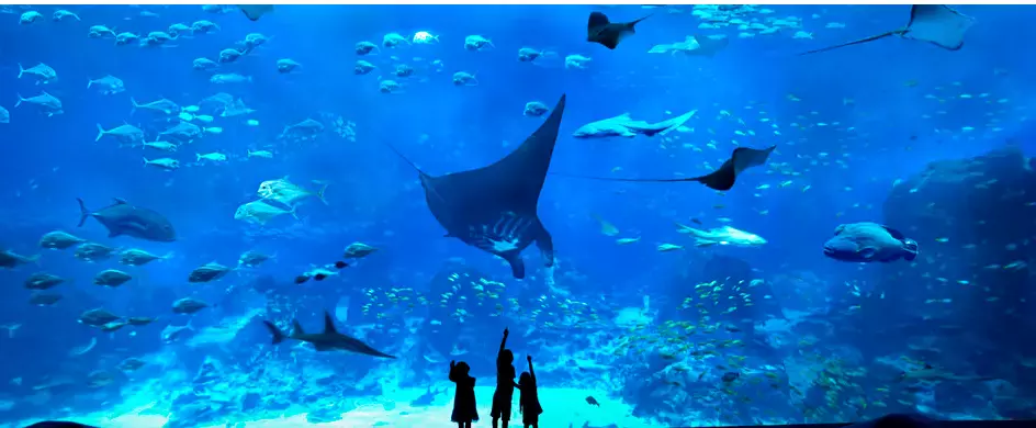 新加坡2022春節最好玩的20個活動都在這啦!插年花、海底下午茶、牛車水花燈展