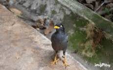 新加坡驚現人臉貓頭鷹！這些恐怖小動物，你碰到過嗎