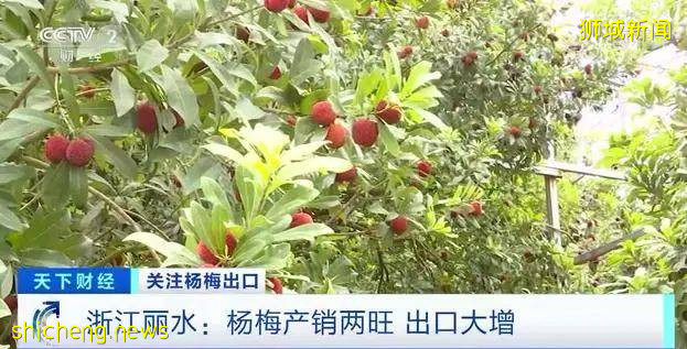 这种国内我们常吃的水果,欧洲10元一颗,狮城客商一口气买两吨