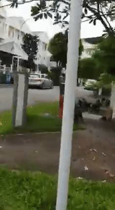 18只水獭豪游新加坡私宅区,门外与和狗狗“闲话家常”