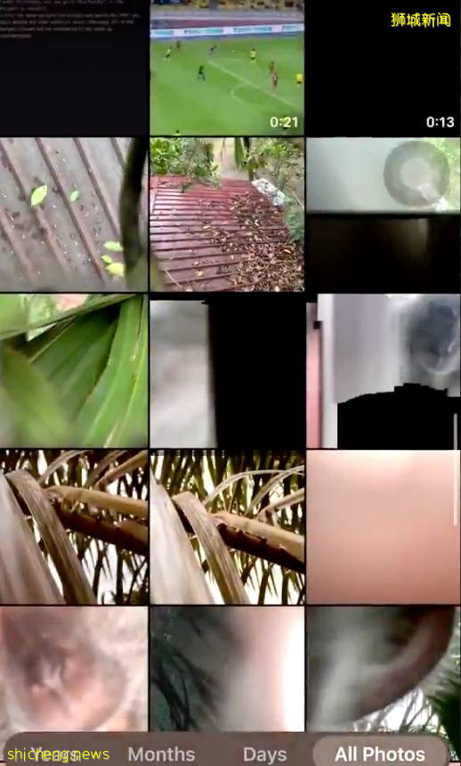 震惊!新加坡猴子生吃活鸡!它们还会偷包、偷手机、偷面包