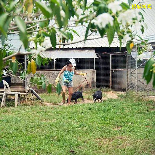 在新加坡,想撸狗怎么办?宠物咖啡馆,领养狗狗大全