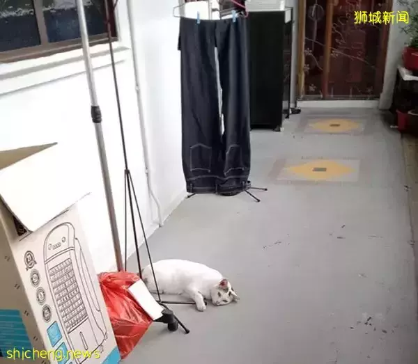 流浪猫破网闯家 她服镇定剂压惊