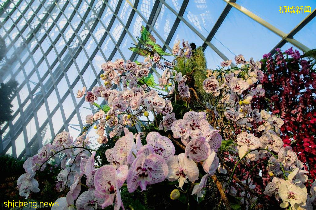 滨海湾花园云雾林“兰花仙境”💐面积扩大三倍✨常设展+不固定更新、展出超过1000朵胡姬花