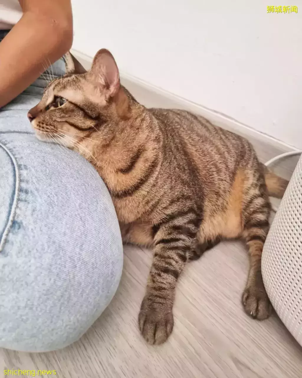 新加坡首家無籠貓咖@Cat Paradise🐈,還可以領養貓貓喔