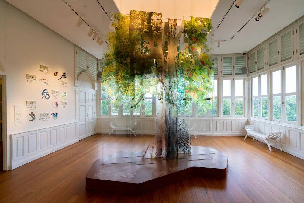 溜娃新去處!新加坡植物園推出新景點!COMO小樹林、巨型波羅蜜、探秘館、藝廊開放啦