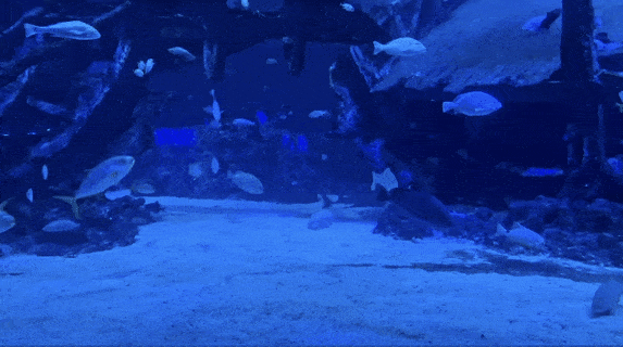 年末假期，教你如何在新加坡找“雪花”、小黄人和圣诞老公公！