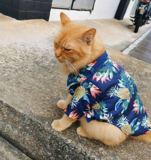 猫在淡滨尼走失了啦！这是谁家的”夏威夷猫”