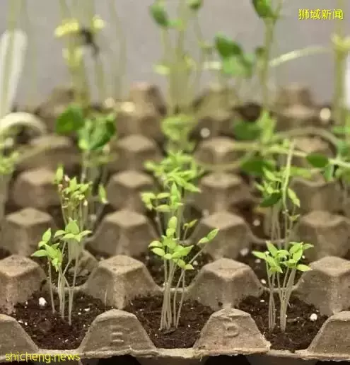 种地要从娃娃抓起！今年新加坡三年级学生将获得种植套件和两包种子