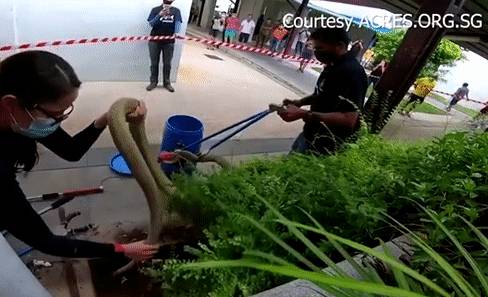 突發！這個海灘驚現一群巨型椰子蟹，還搶燒烤吃！新加坡也被鳄魚、蜥蜴、蟒蛇、水獺、猴子、野豬、野雞嚇到過