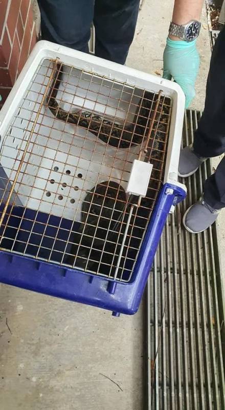 全民围观抓蟒蛇、抓蜥蜴！这样的新加坡有点刺激