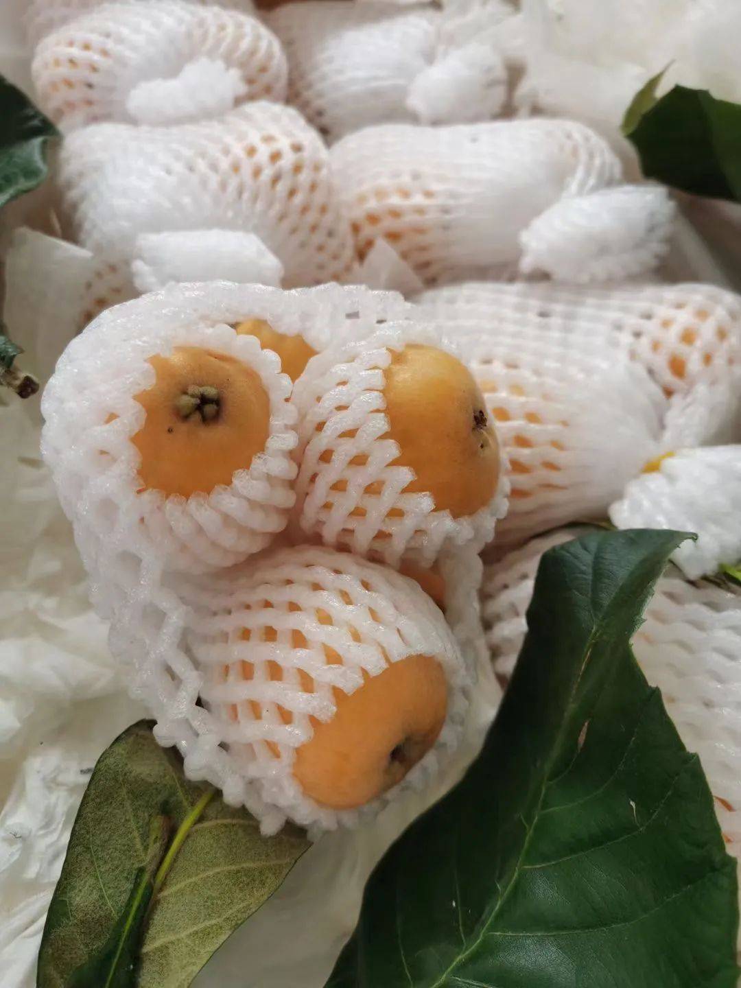 21號新貨到！！！貴妃芒，甯夏菜心，雪裏紅，新鮮百合，新鮮春筍….全國各地新鮮果蔬盡在獅城生鮮直購