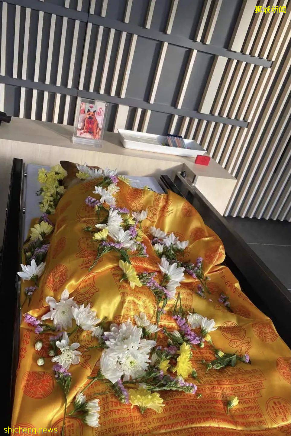 “我最亲爱的四喜走了,带走了我在新加坡16年的青春和回忆...”