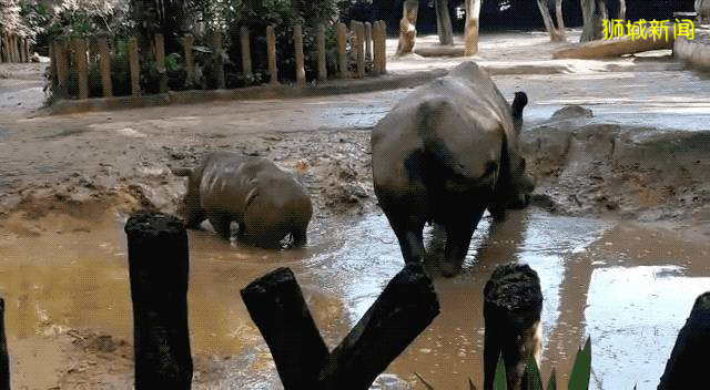 疫情下全世界动物园经营困难,新加坡Zoo开启“微赞助”模式