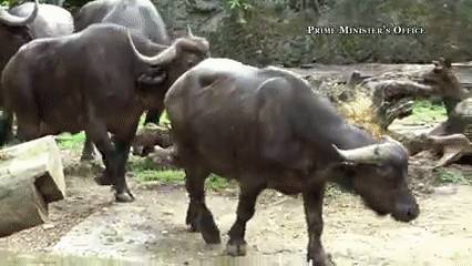 新加坡總理李顯龍魔性拜年視頻火了！各部長花式拜年，竟有財神爺上門討債