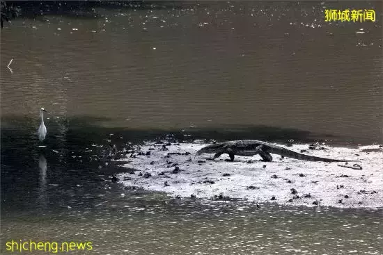 《即刻隨心所想，心想獅城》新加坡生態遊系列2