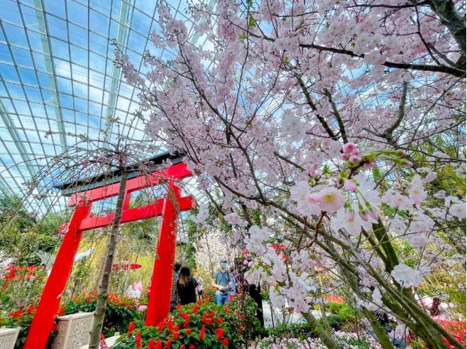 刷屏啦！新加坡秒變花花世界，美到窒息