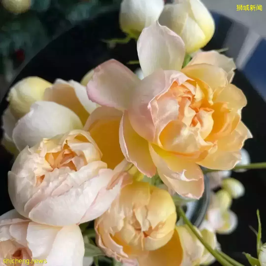 鮮花在熱帶也能養1個月？資深花友新加坡買花、養護大揭秘