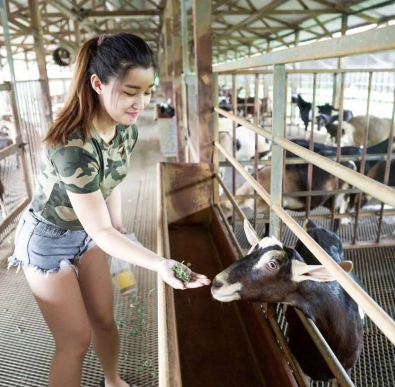 周末去哪儿玩？新加坡休闲动物农场了解一下