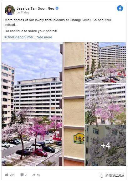 新加坡也有“櫻花”？看看當地領導們如何當起賞花向導