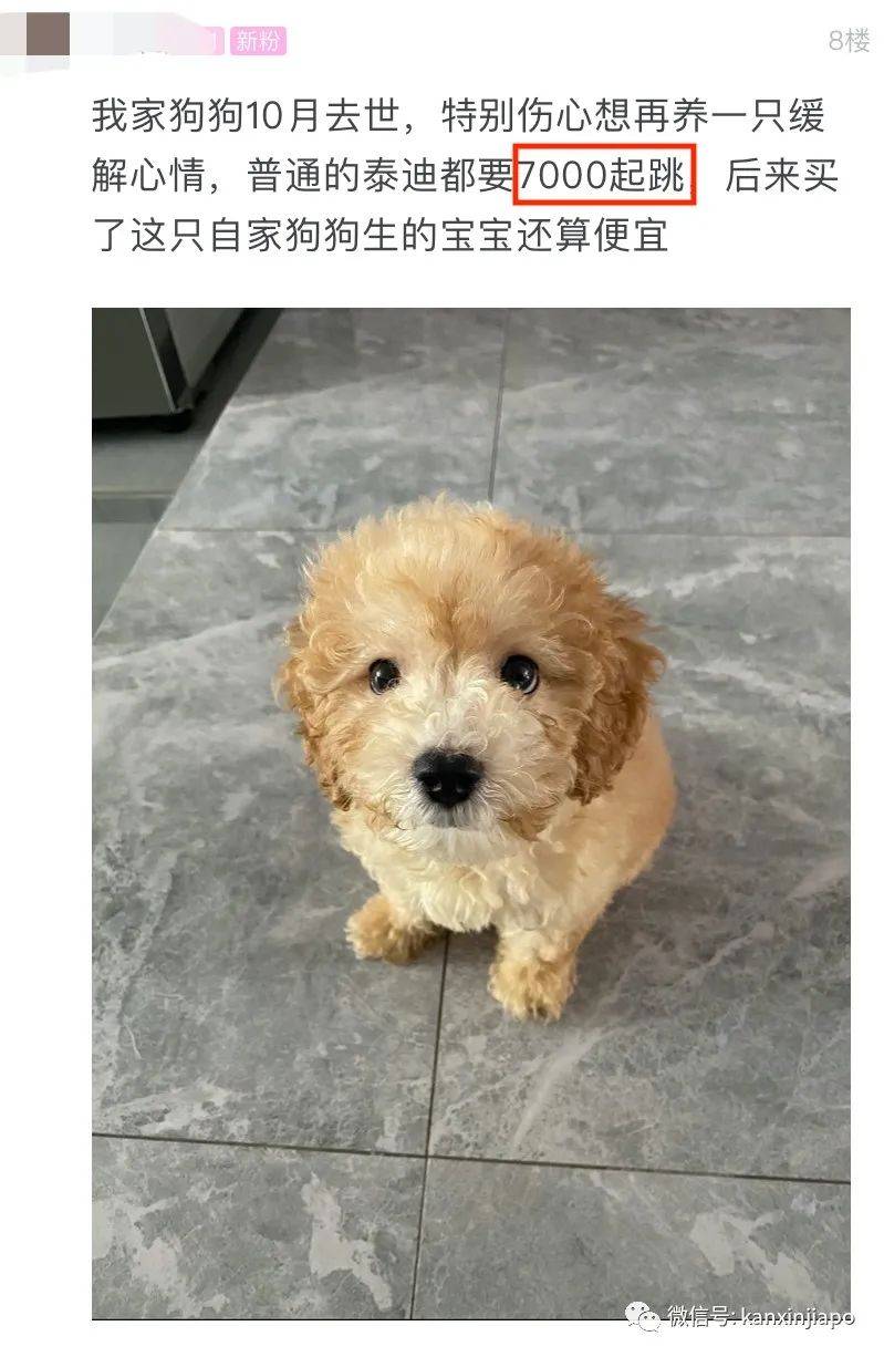 新加坡狗价半年狂飙600%,1万2新币一只的泰迪你能信