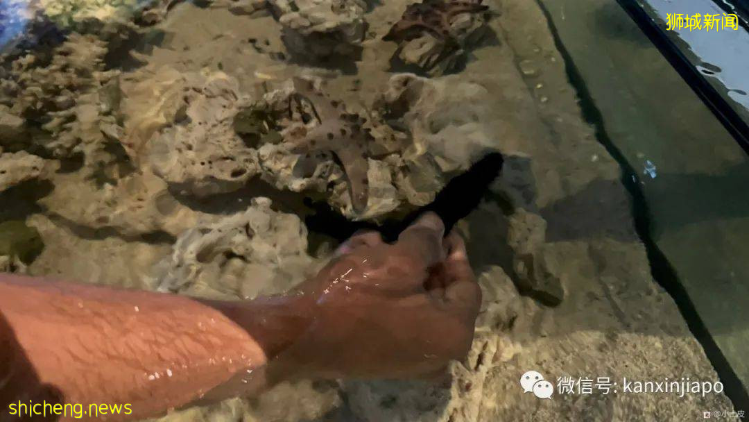 亞洲最大的海洋館,原來在新加坡