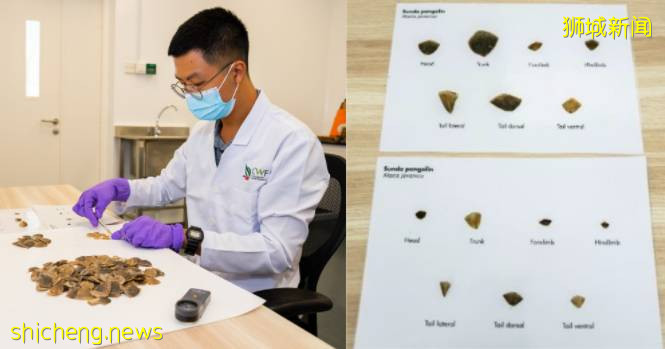 新的 K9 部門借助高科技和探測犬幫助新加坡打擊非法野生動物貿易