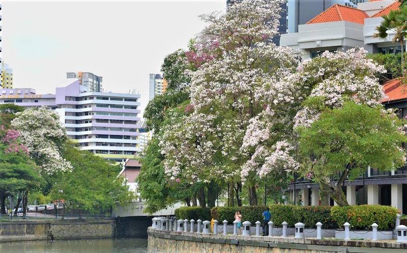 新加坡賞花攻略！三月尾Trumpet Tree花期已至，粉白色花朵競相開放，全島賞花地圖請查收
