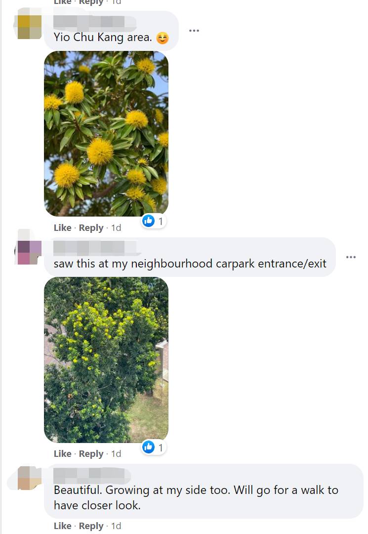 快看!新加坡到处都开花了,一大波美图刷屏