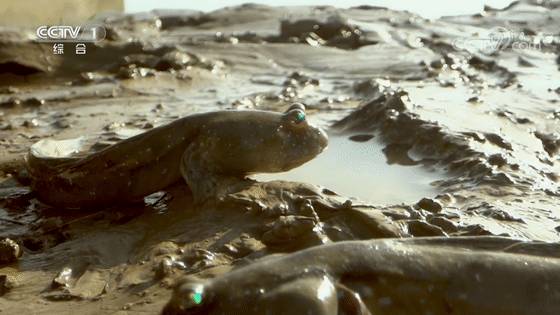 新加坡最好玩的海灘公園!趕海、騎馬、劃艇、樹籬迷宮、燒烤露營,超適合家庭出遊
