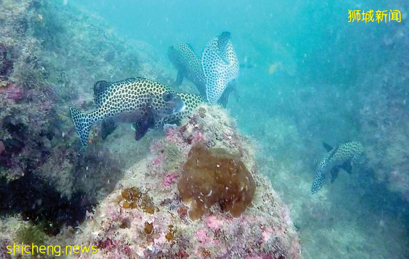 快收藏起來!疫情不能出國就去新加坡這些小衆聖地“度假”吧