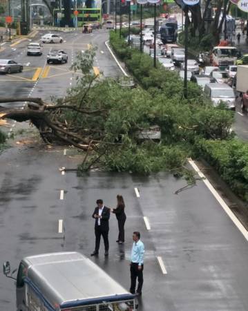 乌节路雷雨大树倒下 砸中一辆轿车