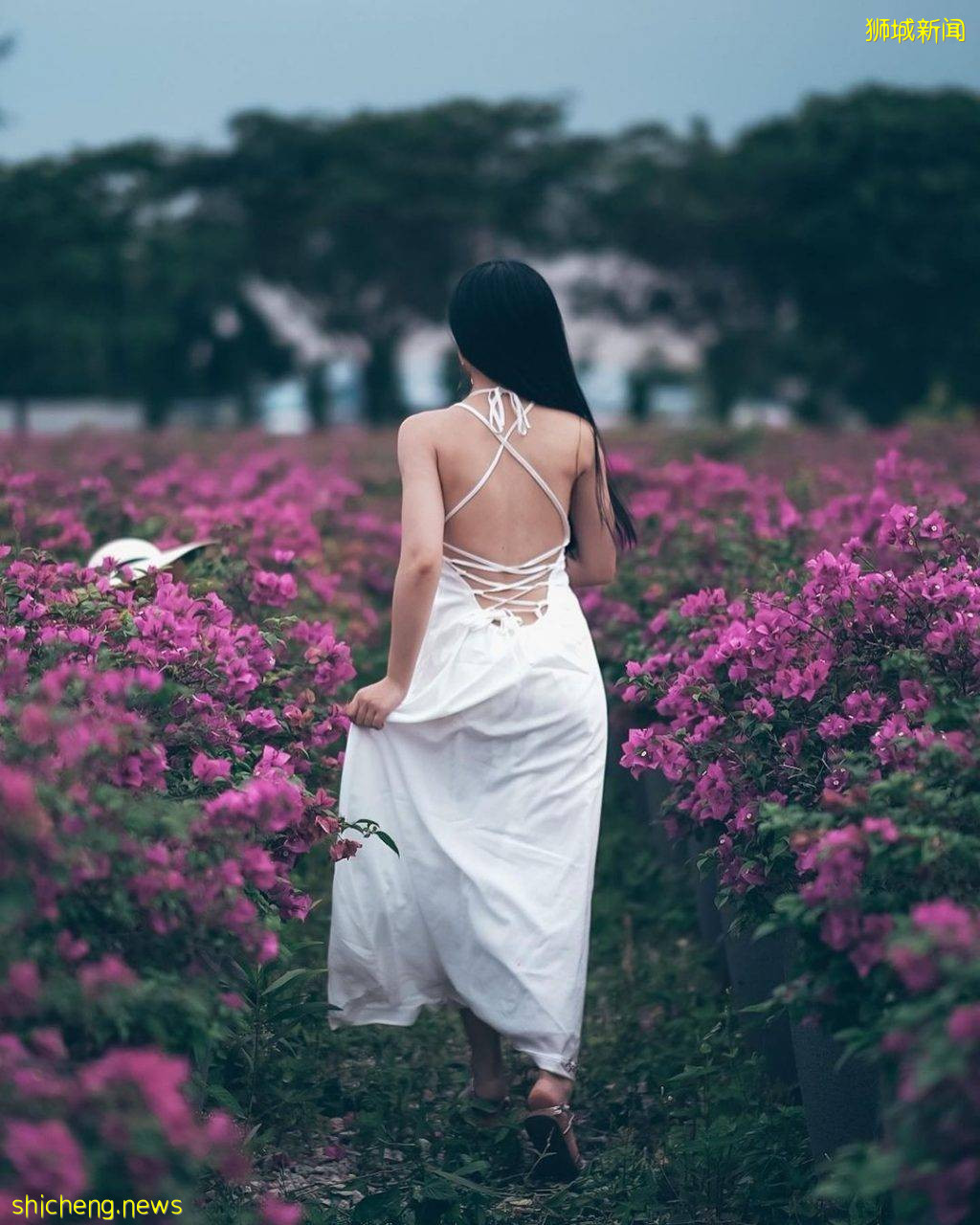 小众花海秘境Marina Mall Road📍鲜花朵朵盛放、自带美颜效果,拎上相机打卡去📷