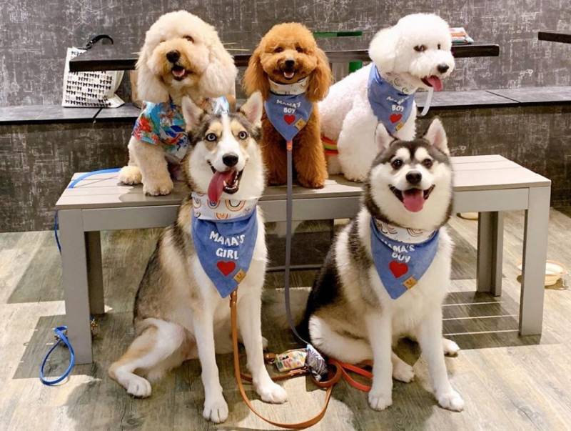 超治愈撸狗圣地 !和狗狗来一场亲密约会🐶 宠物聚集地,把这份可爱收藏起来💌