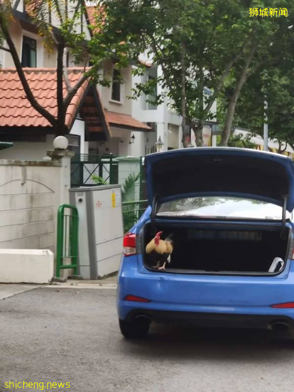 解封首個周末奇葩事件!溫泉輪流泡腳10分鍾、野豬野雞也瘋狂!