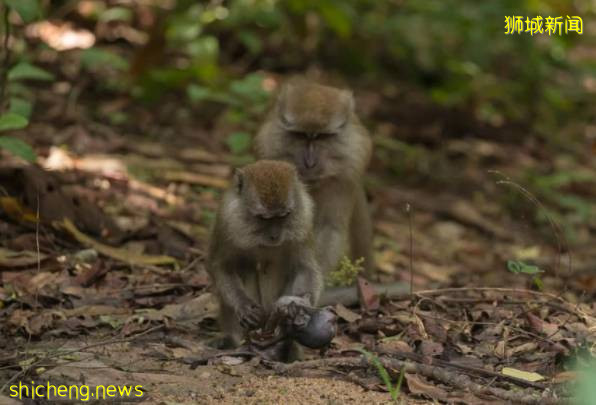 动物的母爱超感人!猴子妈妈抱着猕猴宝宝的尸体,连人类也看出来她的悲伤