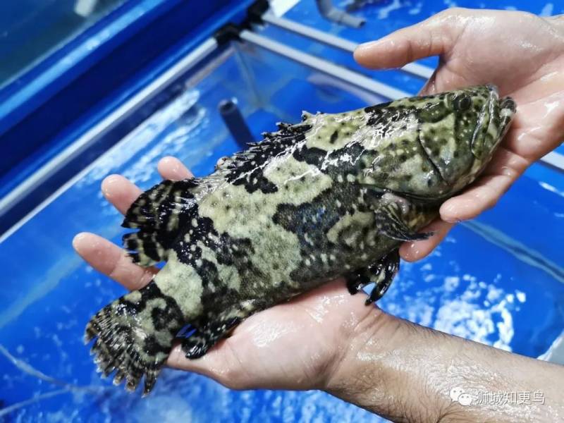 新加坡海鲜市场大盘点