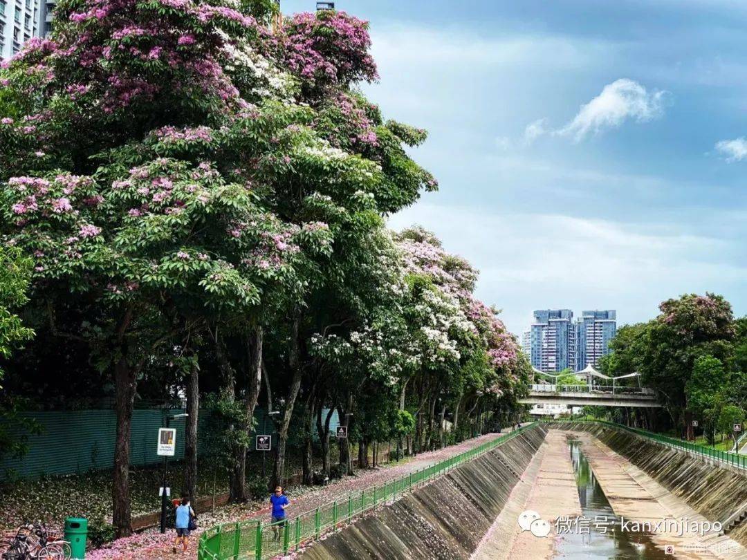 新加坡花季到，“樱花”颜值仙气爆表