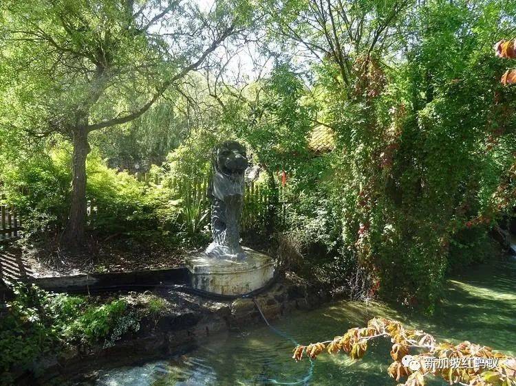 日本和歐洲也有魚尾獅? 它比你我知道的還要神出鬼沒