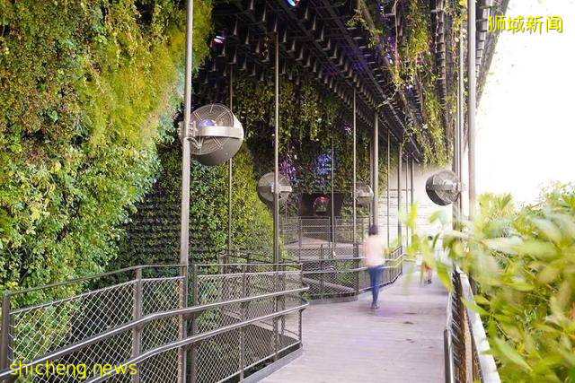 迪拜世博会新加坡展馆：自然之城，展示自然、培育、未来 