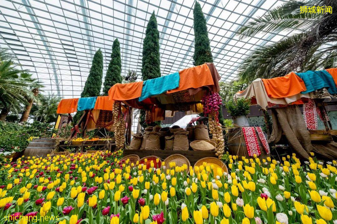 新加坡滨海湾花园郁金香花展绚丽登场!带你穿越到哈萨克!去游牧,去流浪