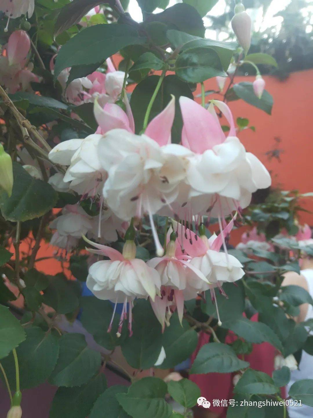 新加坡遊記系列 常規又不常規的獅城遊覽