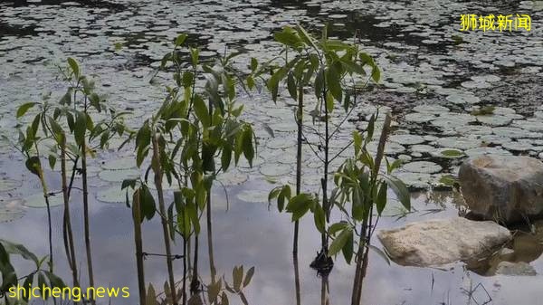 實拍!濱海灣花園新景點+聖淘沙首個“天空喜立”開放