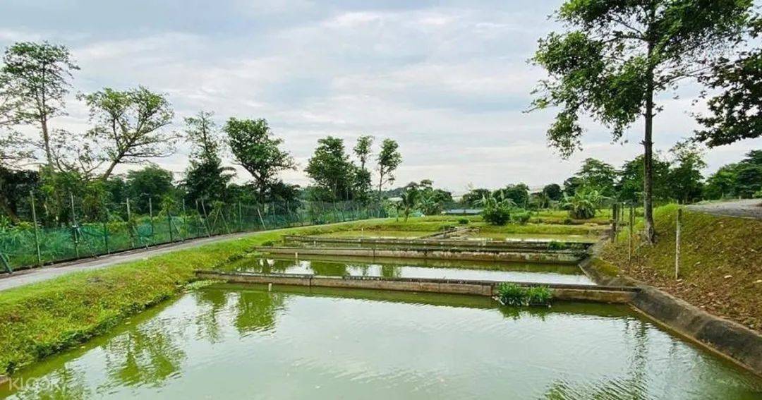 新加坡80%人還沒用旅遊消費券，6月30日到期！推薦這20個活動