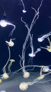 年末假期，教你如何在新加坡找“雪花”、小黄人和圣诞老公公！