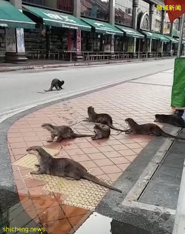 解封後，新加坡有“一對情侶”在馬路上沒戴口罩，公然擁抱!